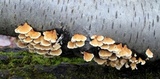 Plicaturopsis crispa image
