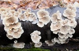 Plicaturopsis crispa image