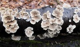 Plicaturopsis crispa image