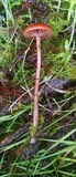 Psilocybe montana image