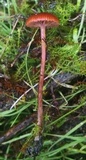 Psilocybe montana image