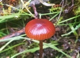 Psilocybe montana image