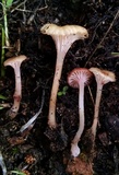 Contumyces rosellus image