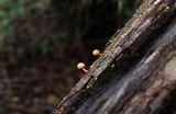 Simocybe haustellaris image