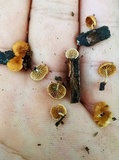 Simocybe haustellaris image