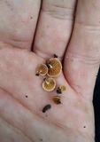 Simocybe haustellaris image