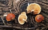 Simocybe haustellaris image