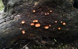 Simocybe haustellaris image