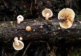 Simocybe haustellaris image