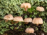 Mycena meliigena image