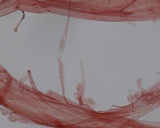 Mycena meliigena image