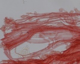 Mycena meliigena image