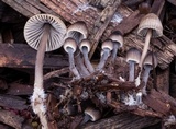Mycena leptocephala image