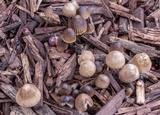 Mycena leptocephala image