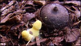Leucocoprinus fragilissimus image