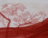 Mycena leptocephala image