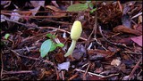 Leucocoprinus fragilissimus image