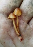 Mycena californiensis image