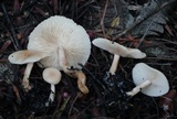 Clitocybe fragrans image