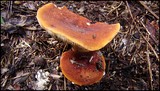 Lactarius volemus image