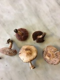 Agaricus micromegethus image