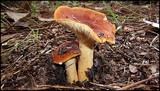 Lactarius volemus image