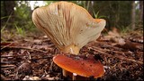 Lactarius volemus image