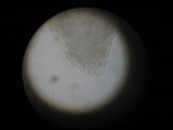 Pseudoclitocybe cyathiformis image