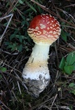 Amanita persicina image