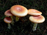 Amanita persicina image