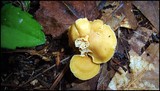 Cantharellus tabernensis image