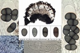 Rinodina atrocinerea image