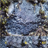 Rinodina atrocinerea image