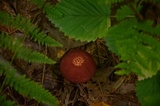 Suillus spraguei image