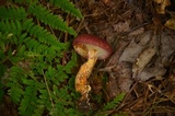 Suillus spraguei image