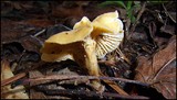 Cantharellus tabernensis image