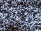 Rhizocarpon reductum image