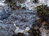 Rhizocarpon reductum image