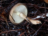 Pholiota velaglutinosa image