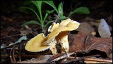 Cantharellus tabernensis image