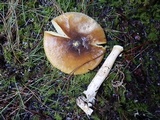 Amanita augusta image