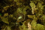 Cortinarius iodes image