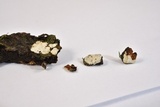 Dendrothele candida image