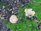 Clitocybe brunneocephala image