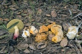 Hypomyces microspermus image