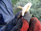 Clitocybe plana image