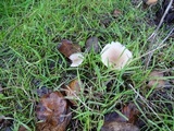 Clitocybe plana image
