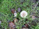 Clitocybe plana image