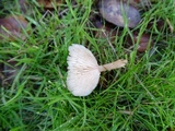 Clitocybe plana image