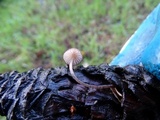 Mycena purpureofusca image